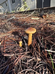 Cortinarius thiersii