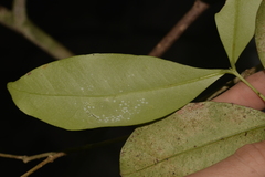 Baloghia inophylla