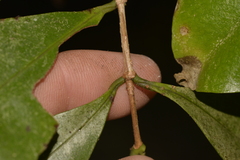 Baloghia inophylla