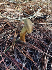 Cortinarius thiersii
