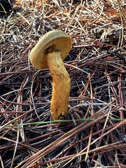 Cortinarius thiersii