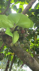 Ficus auriculata