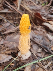 Phallus multicolor