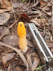 Phallus multicolor