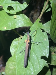 Pseudophasma castaneum