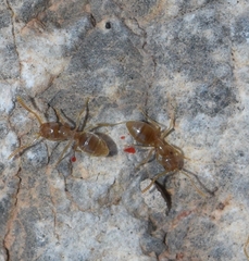 Bothriomyrmex