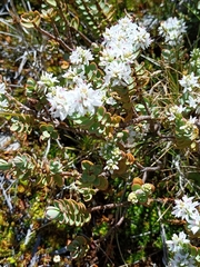 Veronica pinguifolia