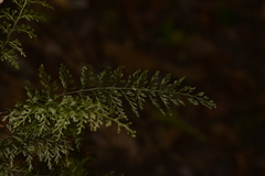 Abrodictyum caudatum