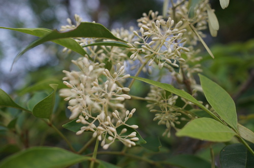 Fraxinus griffithii