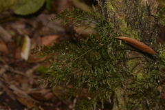 Abrodictyum caudatum