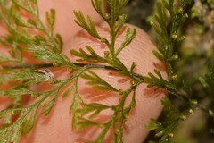 Abrodictyum caudatum