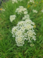 Oenanthe pimpinelloides