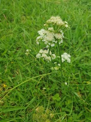 Oenanthe pimpinelloides