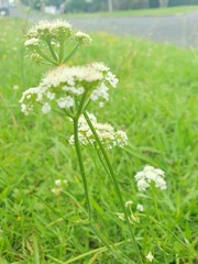 Oenanthe pimpinelloides