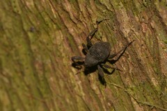 Onidistus araneus