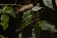 Archidendron grandiflorum