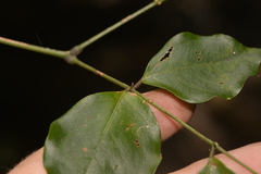 Archidendron grandiflorum