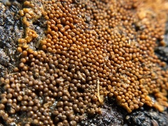 Trichia varia