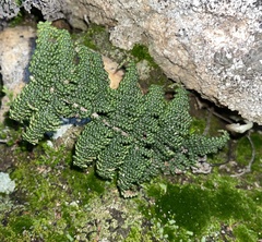 Myriopteris clevelandii