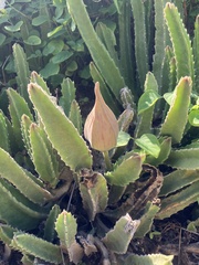 Stapelia gigantea