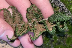 Myriopteris clevelandii