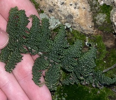 Myriopteris clevelandii