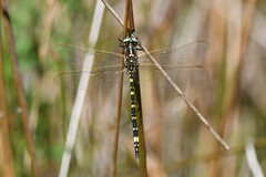 Synthemis eustalacta