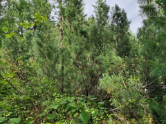Pinus pumila