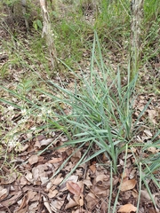 Dianella rara