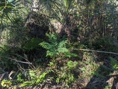 Pteris tripartita