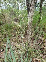 Dianella rara