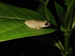 Pseudophilautus wynaadensis