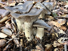 Entoloma ferruginans