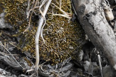 Bryaceae