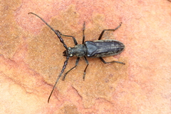Pachydissus