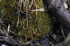 Bryaceae