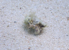 Dardanus scutellatus