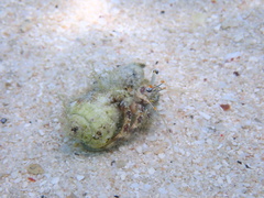 Dardanus scutellatus