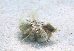 Dardanus scutellatus