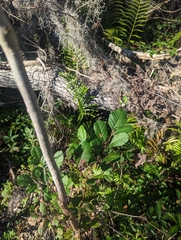 Fraxinus caroliniana
