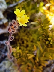 Myosotis australis