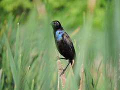 Quiscalus quiscula versicolor