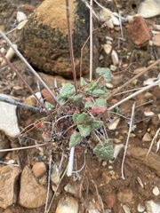 Eriogonum inflatum