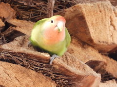 Agapornis roseicollis