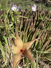 Stapelia gigantea