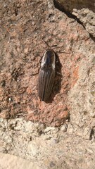 Chalcolepidius approximatus