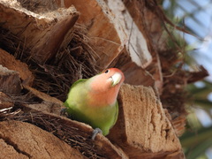 Agapornis roseicollis