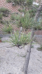 Pinus densiflora