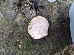 Semele decisa