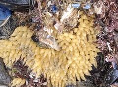 Acanthinucella spirata